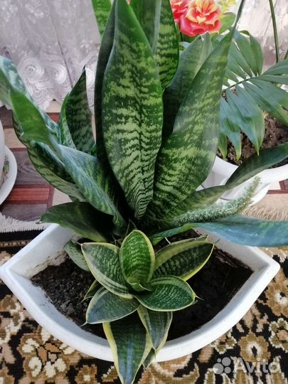 Сансевиерия