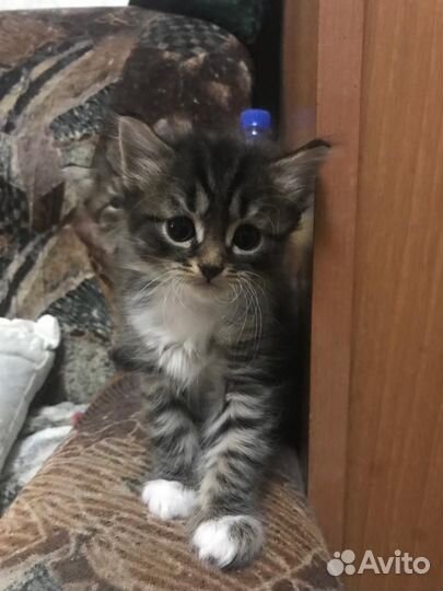 Котятки в добрые руки