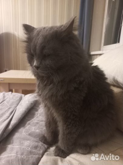 Случка кошки