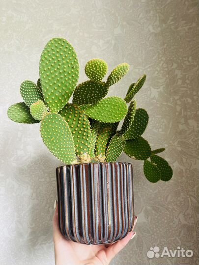 Цветы комнатные