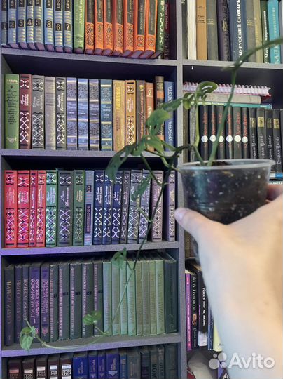 Ароидные (Монстера, Филодендрон, Эпипренум)