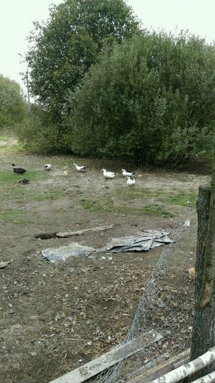 Участок 17 сот. (ИЖС)