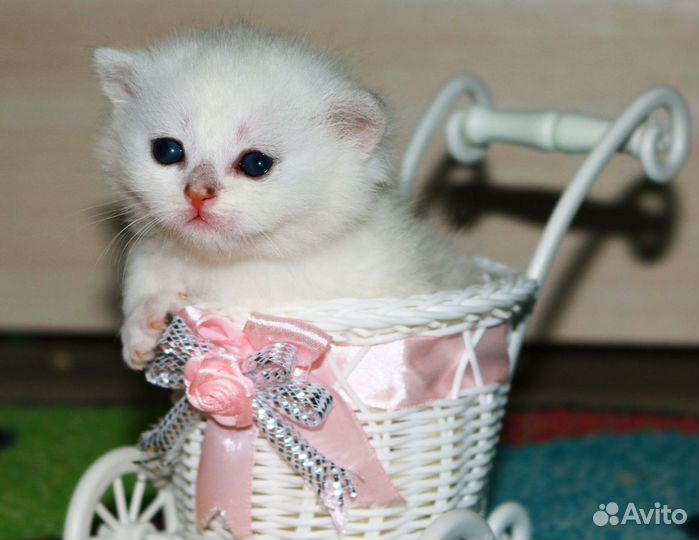 Серебристые британские шиншиллы