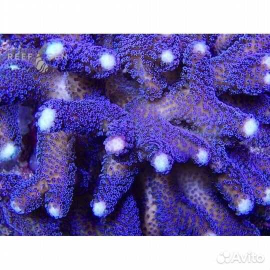 Кораллы для морского аквариума