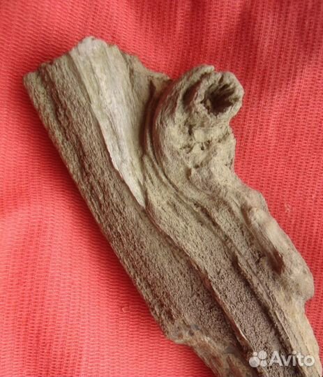 Доисторическое окаменелое дерево, уникальное