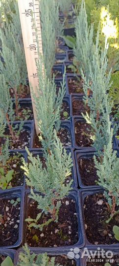 Можжевельник скальный Блю Эрроу