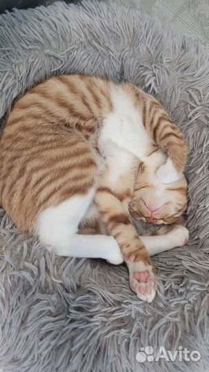 Кот в дар бесплато