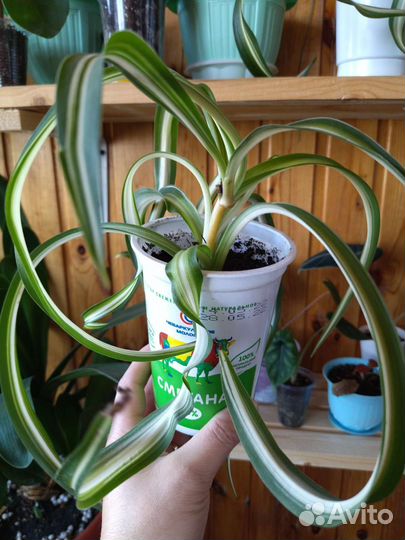 Хлорофитум кудрявый