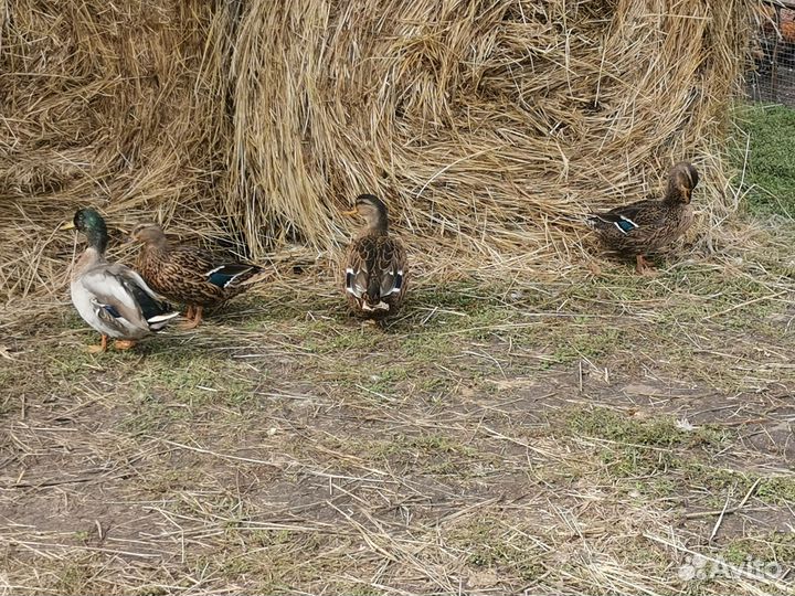 Подсадные утки