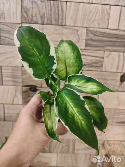 Диффенбахия кул бьюти