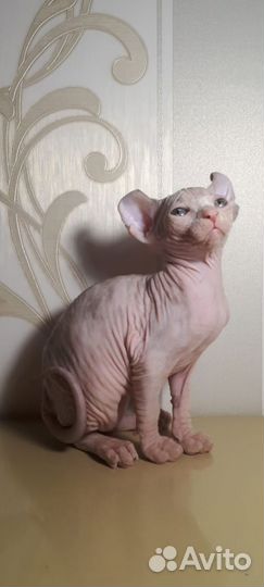 Эльфийка Девочка