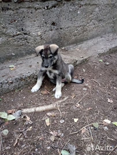 Маленьким Дэну и Рэму нужен дом