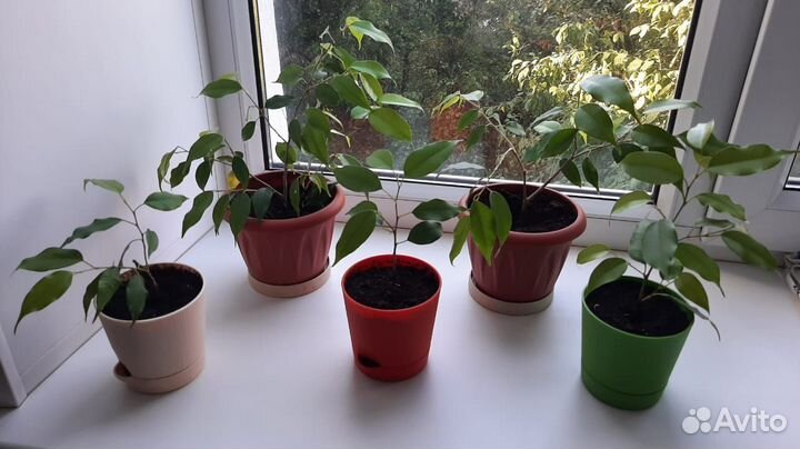 Фиалки, спатифиллум, фикус