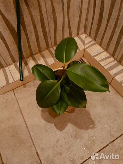 Фикус Эластика