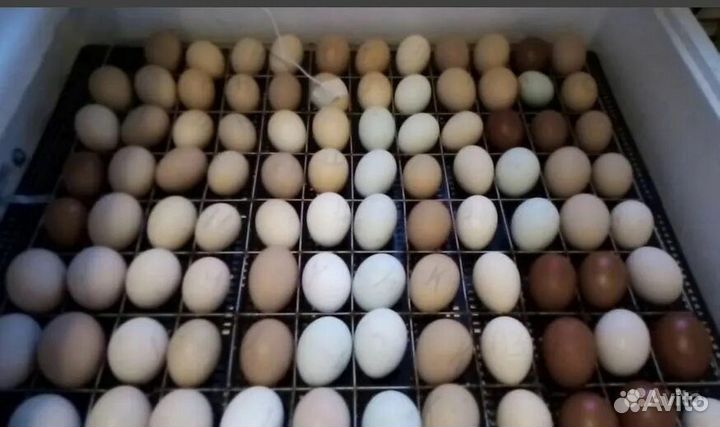 Инкубатор Несушка