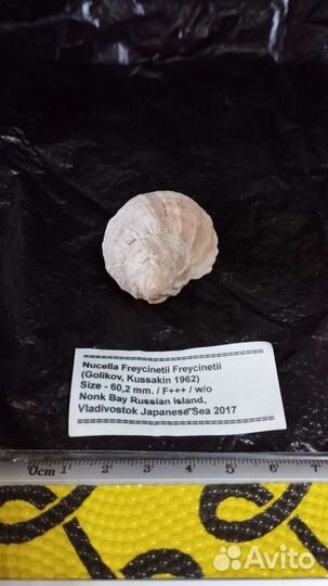 Морская раковина Nucella Freycinetti