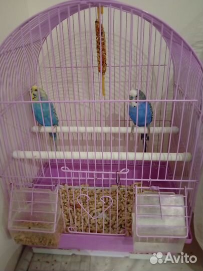 Волнистые попугаи и птенцы с доставкой