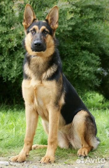 Немецкая овчарка