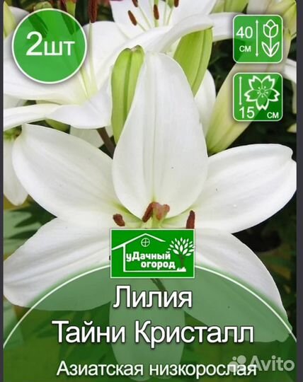 Лилия Тайни Кристалл 2 шт