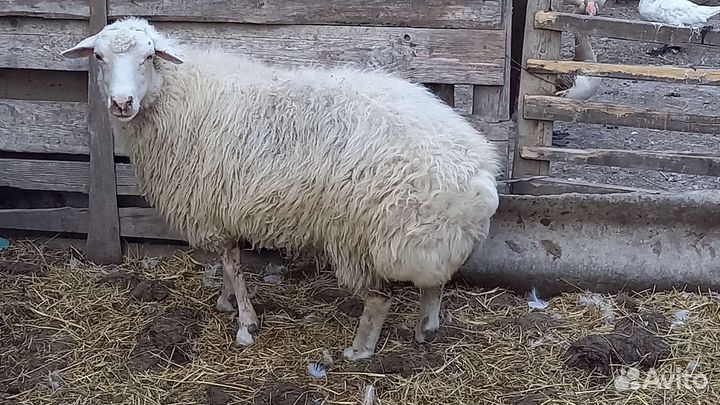 Курдючные бараны овцы