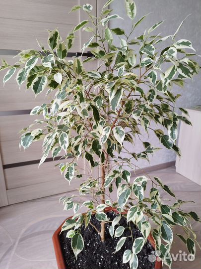 Фикус, денежное дерево