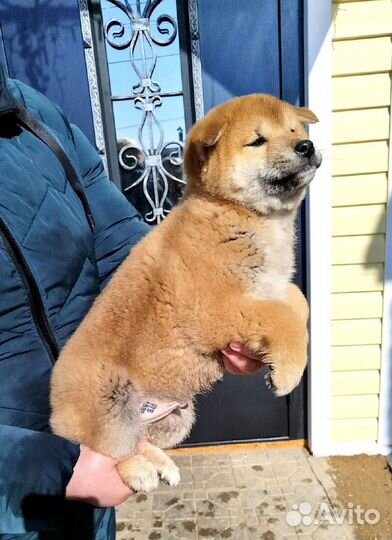 Сиба ину