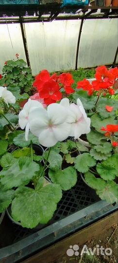 Пеларгония