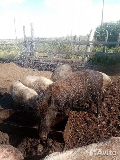 Поросят, мясо свинина