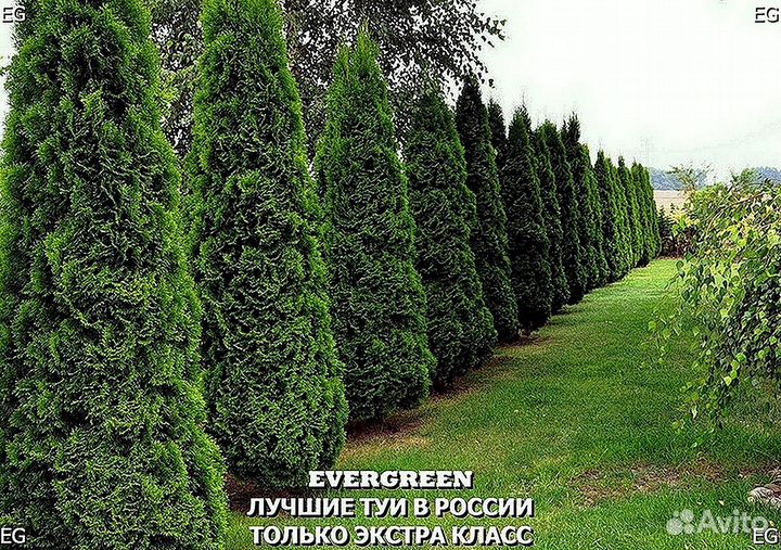 Туя зеленая