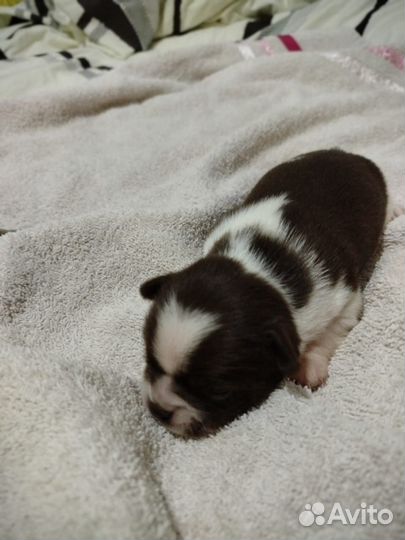 Щенки чихуахуа