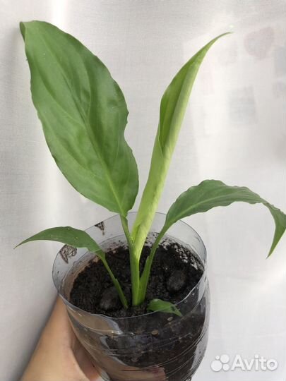 Спатифиллум женское счастье