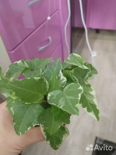 Комнатные растения