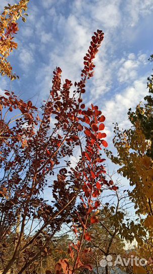 Скумпия кожевенная краснолистная