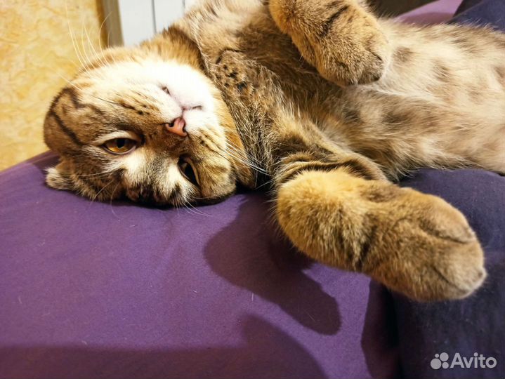 Шотландский вислоухий, развязан. вязка