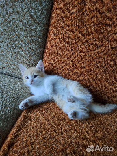 Кошки в добрые руки бесплатно