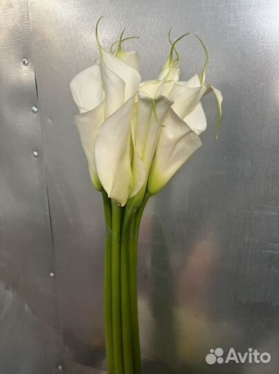 Цветы каллы