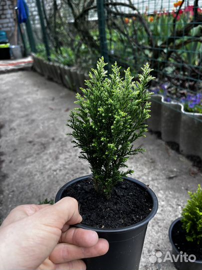 Кипарисовик лавсона