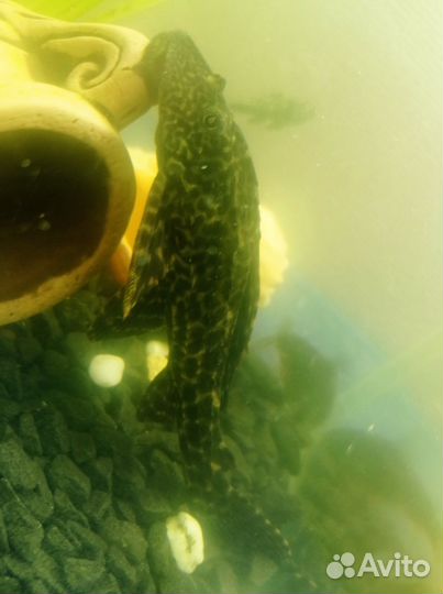 Сом анциструс