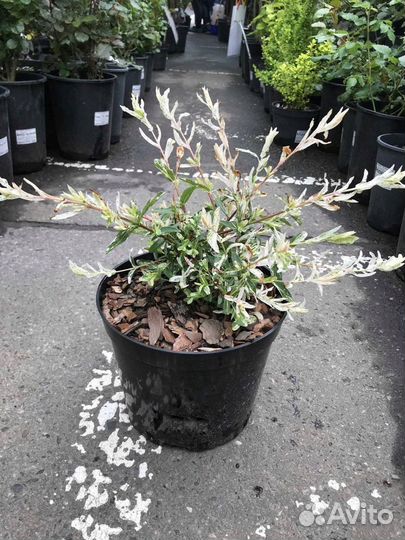 Растения Ива Хакуро Нишики