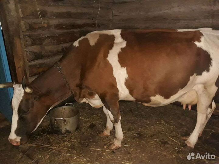 Корова стельная дойная