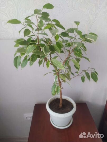 Фикус бенджамина пестролистный