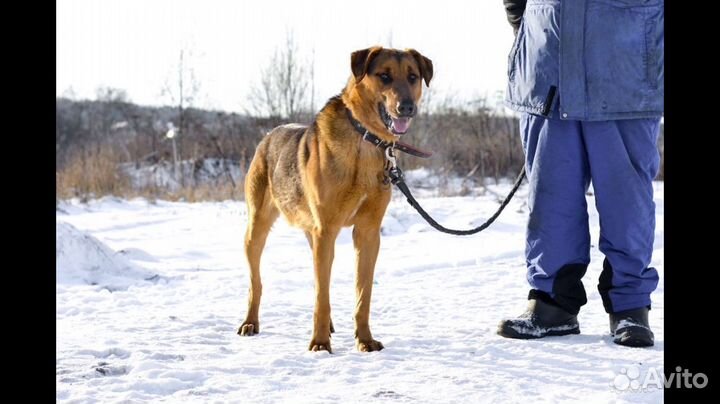Собака Арчи