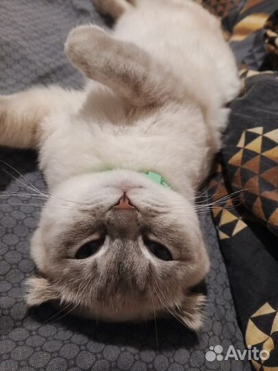 Вислоухие котята