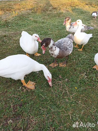 Индоутки шипуны или мускусные утки