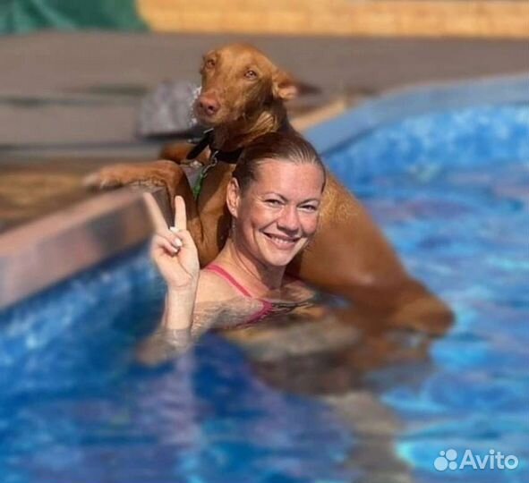 Профессиональный тренинг для собак и их владельцев