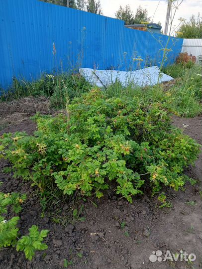 Шиповник розовый