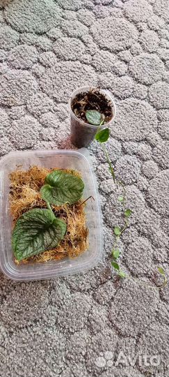 Монстера адансона вариегатная и ещё 700 растений