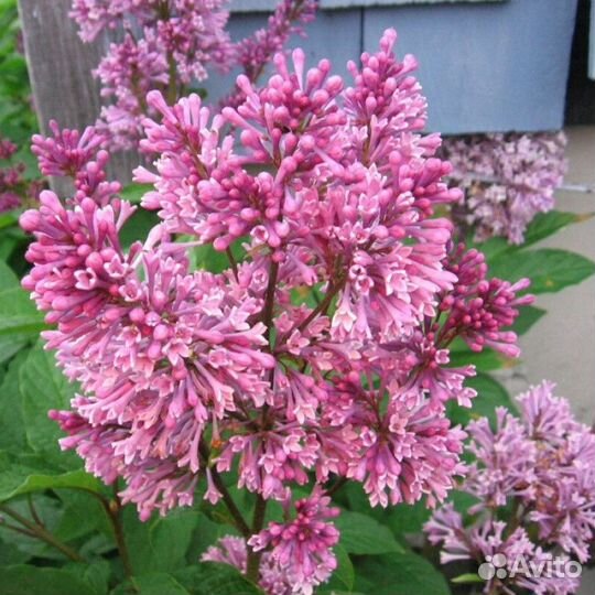 Сирень престона роялти Высота от 50см