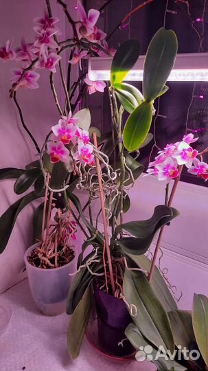 Дендробиум