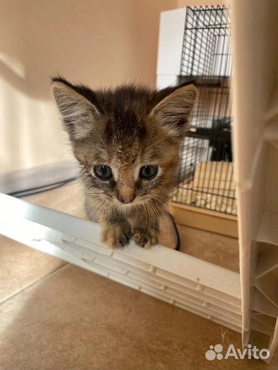 Котята в добрые руки девочки
